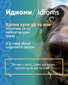 Feed a dog